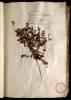  Fol. 18 

Geranium aliud. Geranium tertium Plinij. Acus muscata. Geranium Diosc. Fuchsio. Pecten Veneris quibusdam